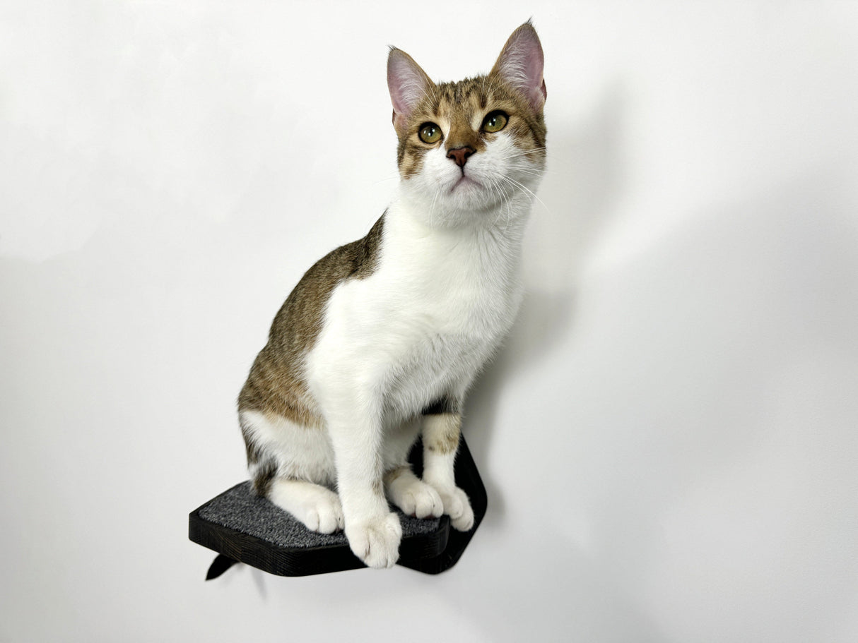 cat on Hexgonal Wall Cat Step