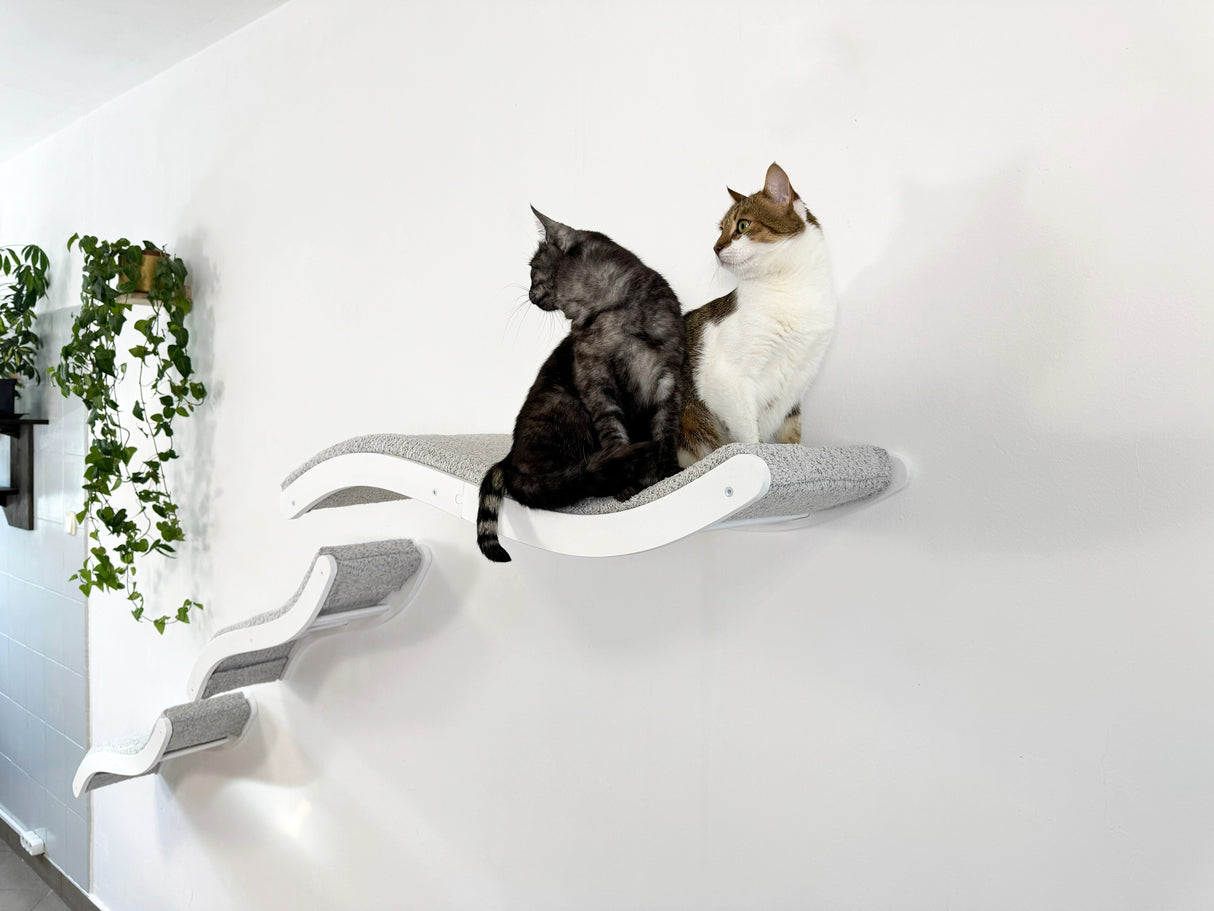 Two cats sitting on a white cat shelf with a minimal white background