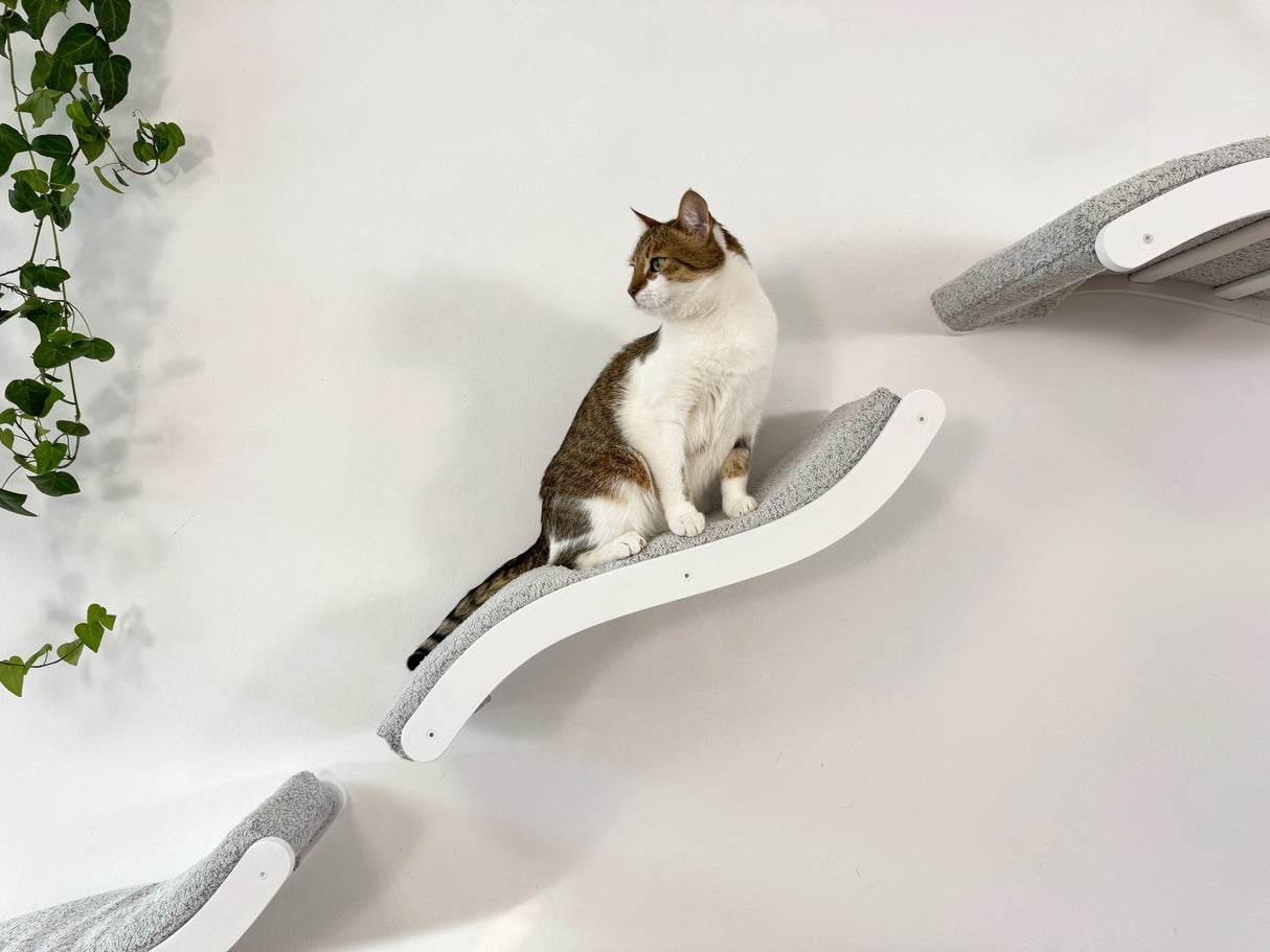 Cat sitting on a white wall-mounted cat shelf with a plant in the background