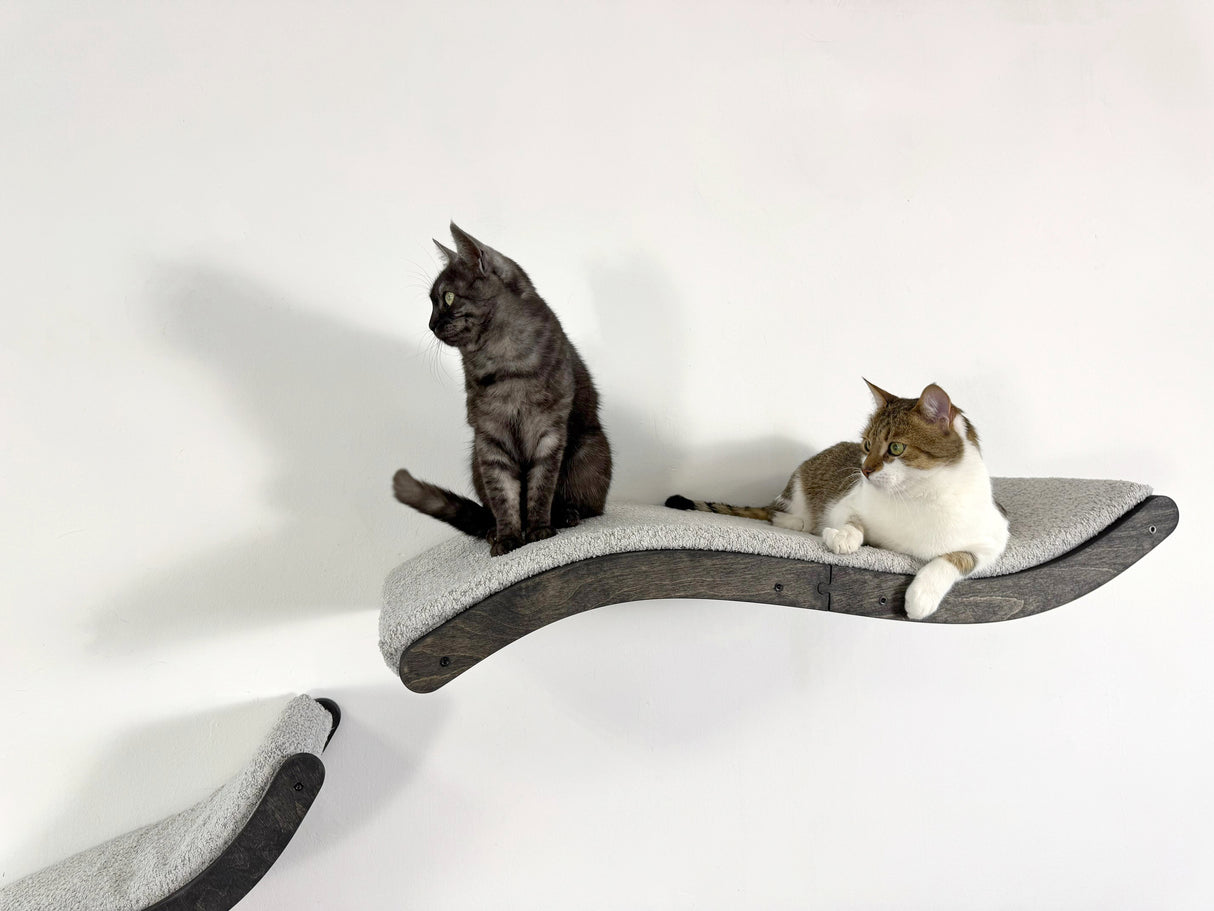 Two cats sitting on a curved cat shelf against a white background