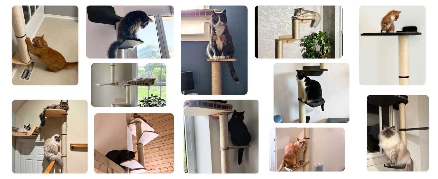 review collage cat wall scratching tree