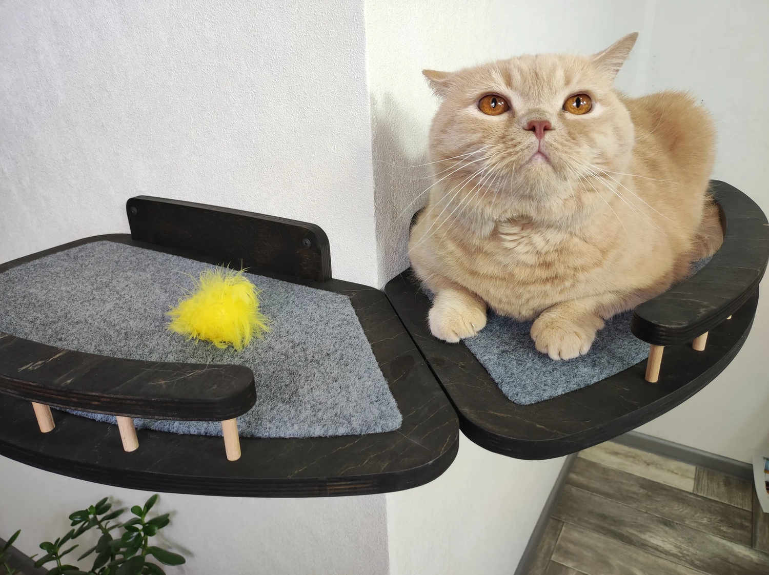 dark cat bed with side