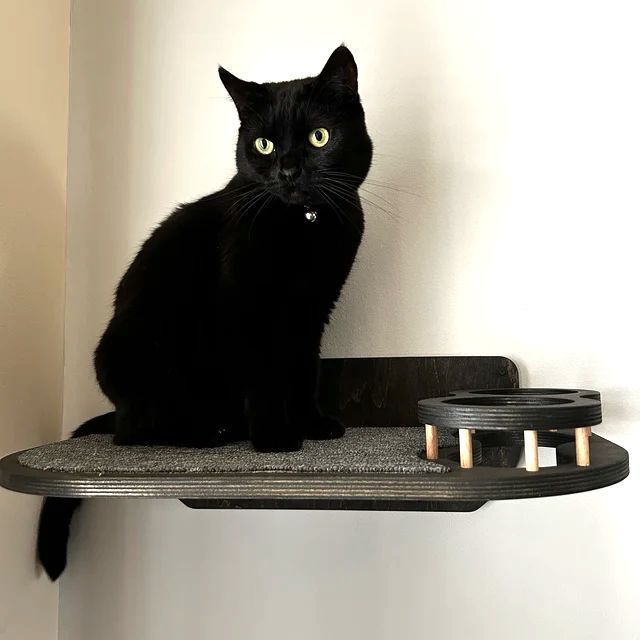 Dark feeding shelf for cat on the wall