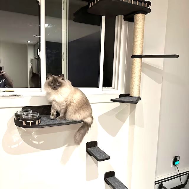 floating shelves for cats