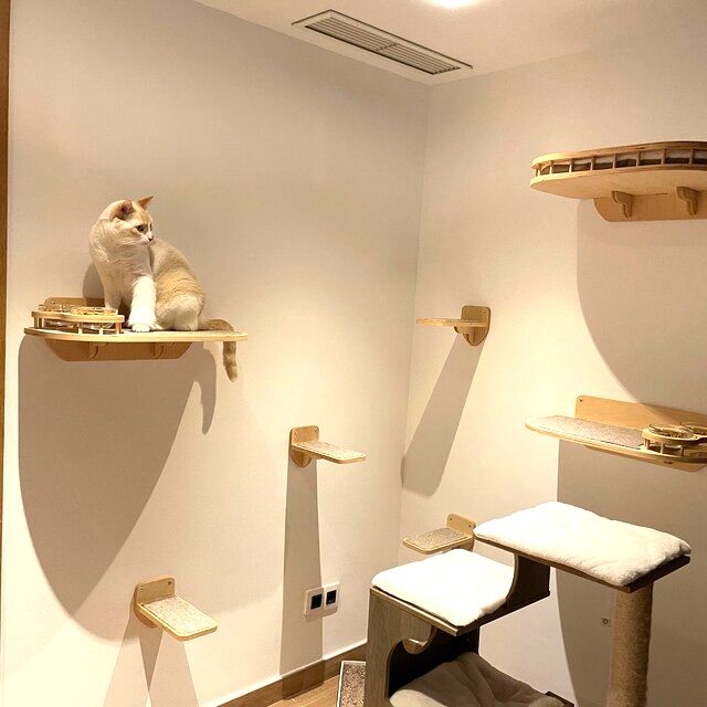 Cat feeding shelves in natural color of wood