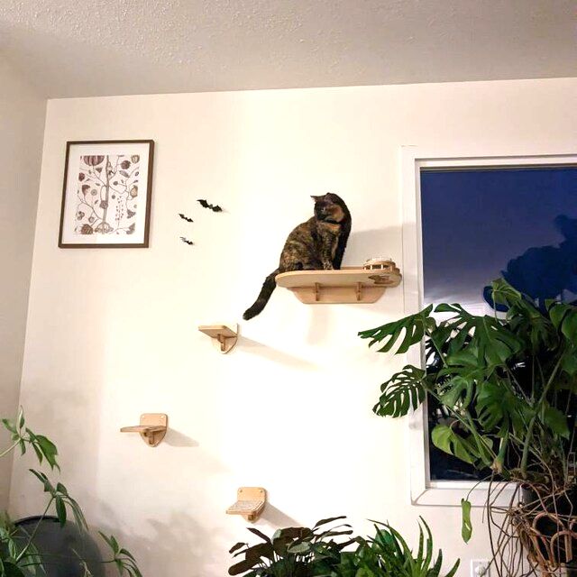 cat wall climbing shelves