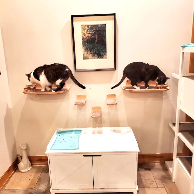 cat shelves on wall