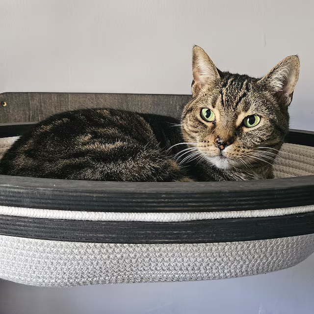 Cat lying in a pet bed with a neutral background