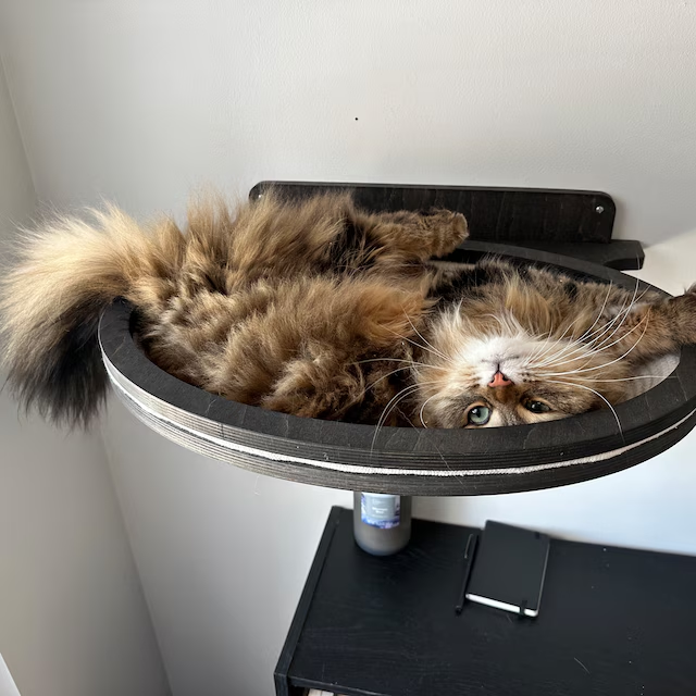 Cat lounging on a elevated platform with a white wall background