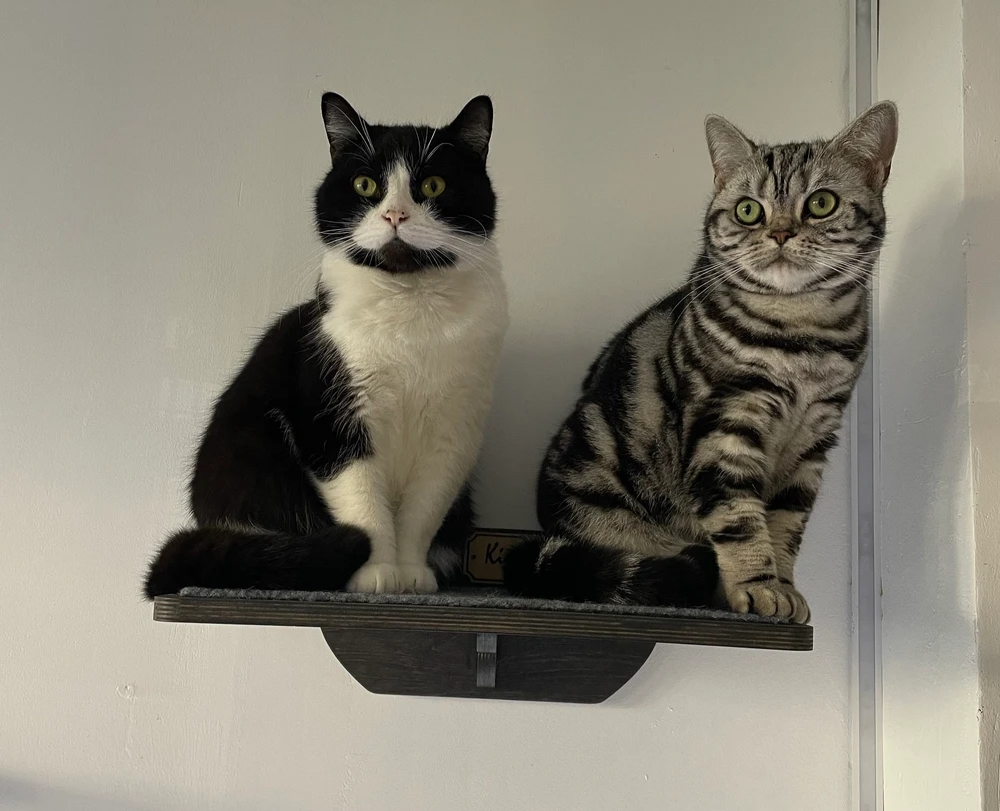 cat wall shelves