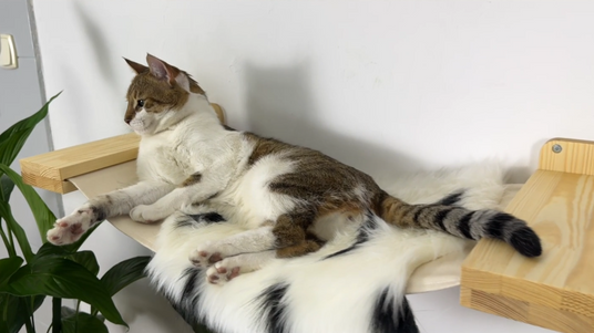 wall mount cat shelves