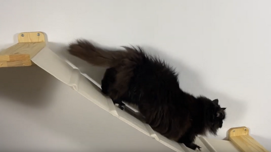 bridge cat