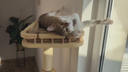 Cat window bed