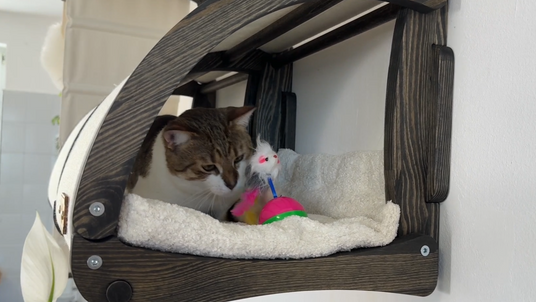 cat tunnel bed