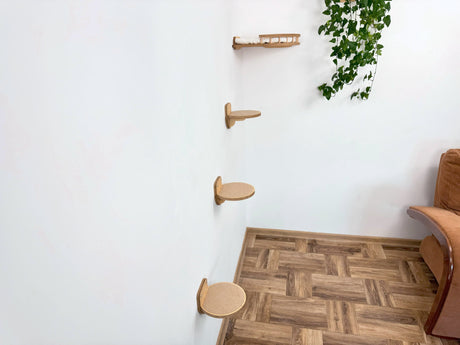 cat climbing wall