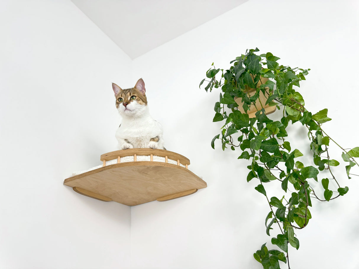 Cat sitting on a wooden shelf against a white wall with a plant nearby