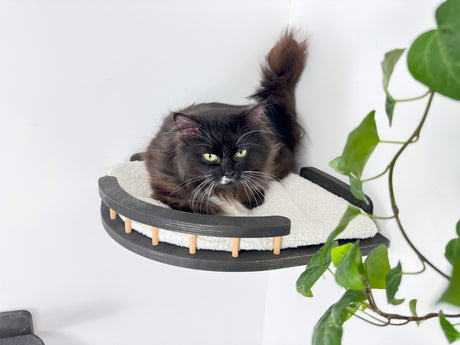 cat shelves on wall