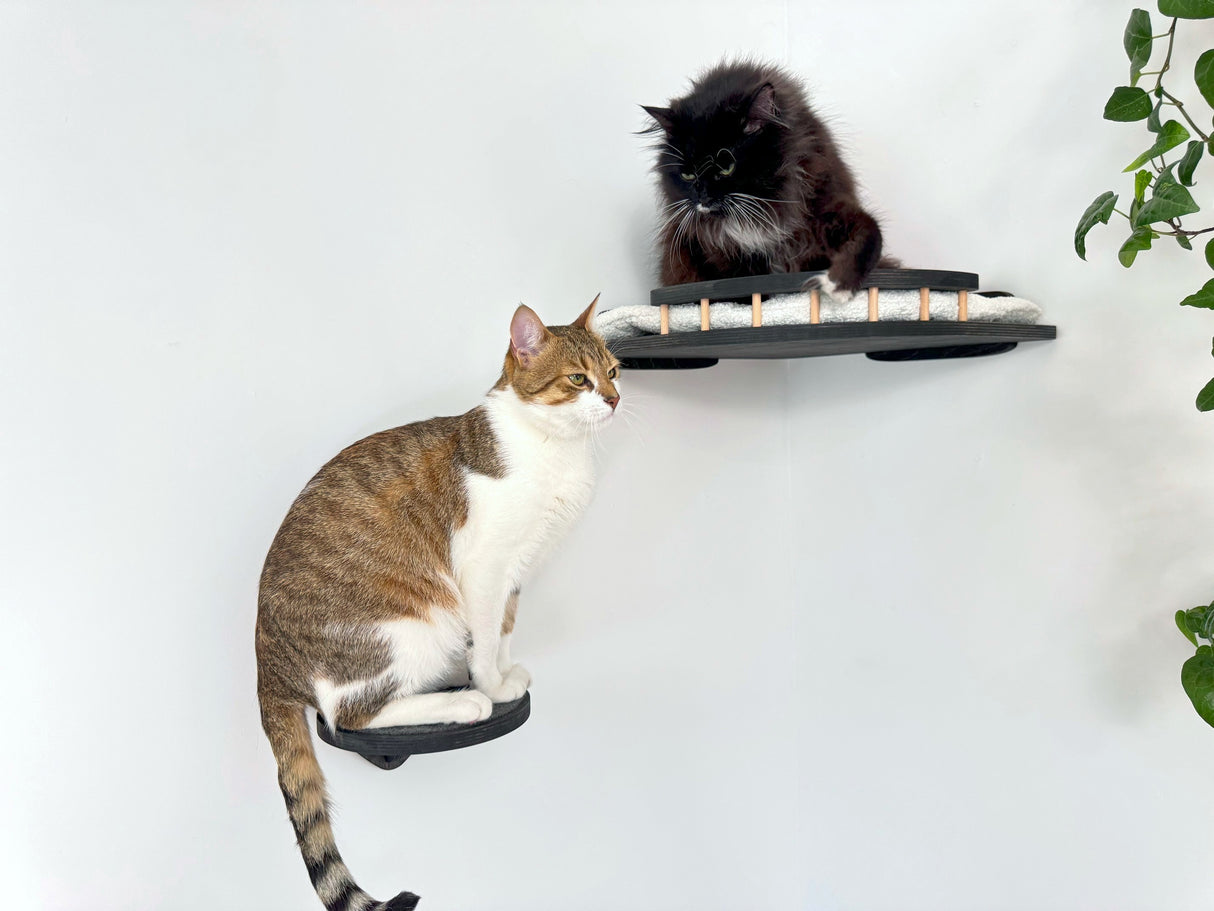 cat shelves wall mounted