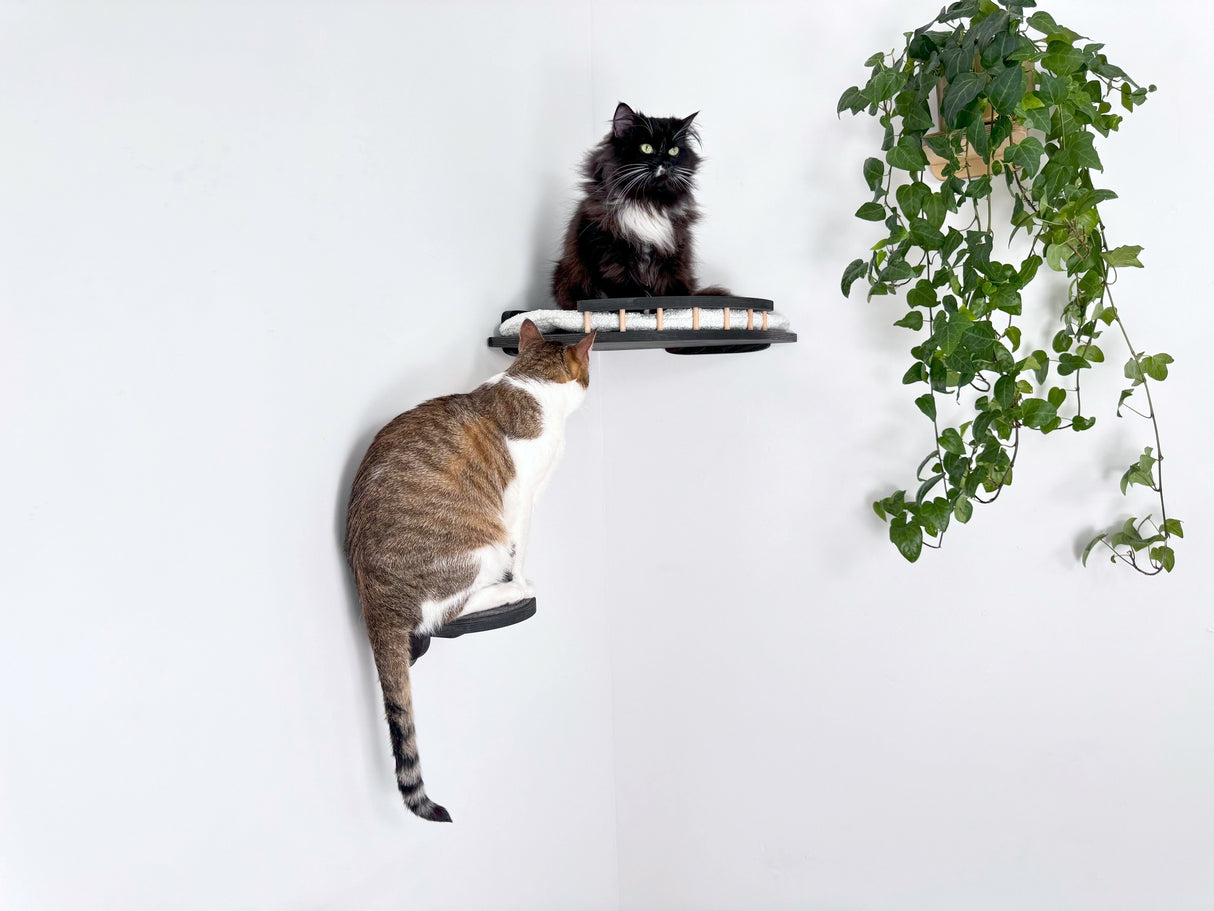 cat shelves for walls
