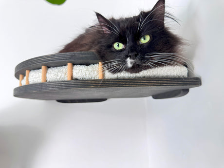 cat shelves walls