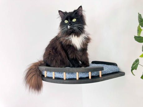 cat shelves for wall
