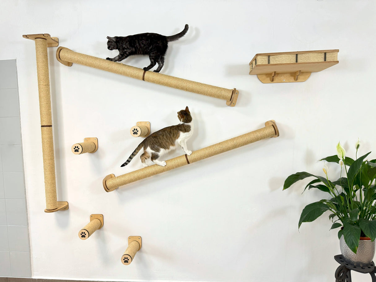 cat climbing shelves