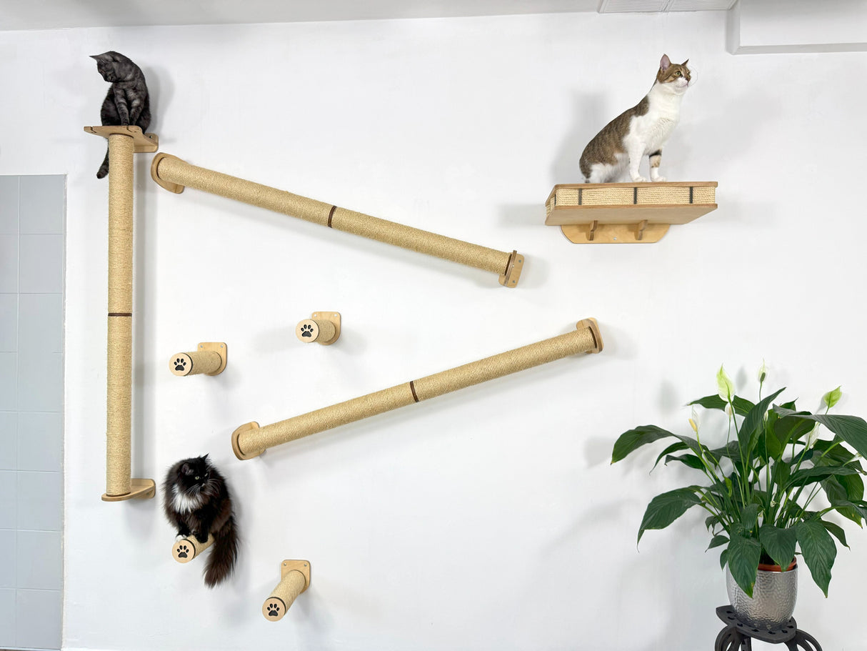 Cat climbing wall with multiple levels and a plant on a white wall