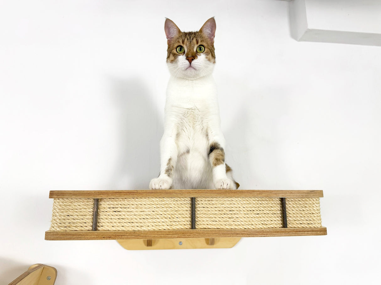 cat wall shelves