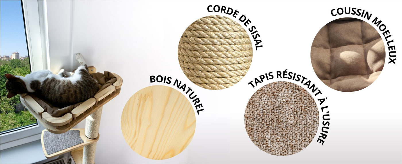 chats grimpant aux murs