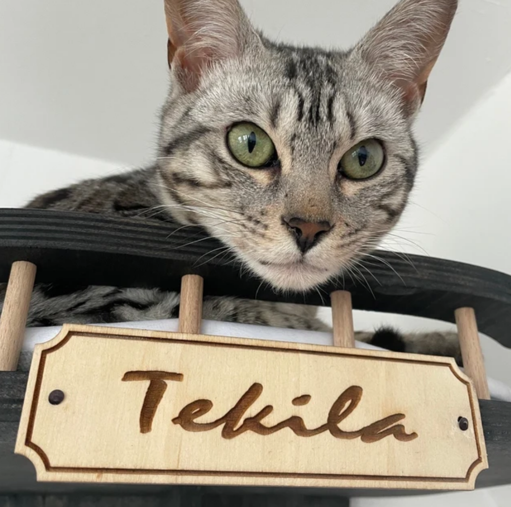 Personalization on the cat shelf