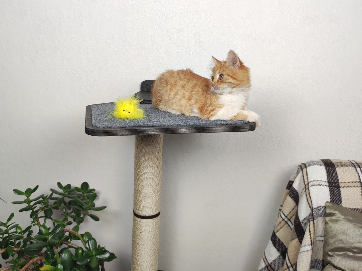 Kitten on a Large Scratching Post Shelf