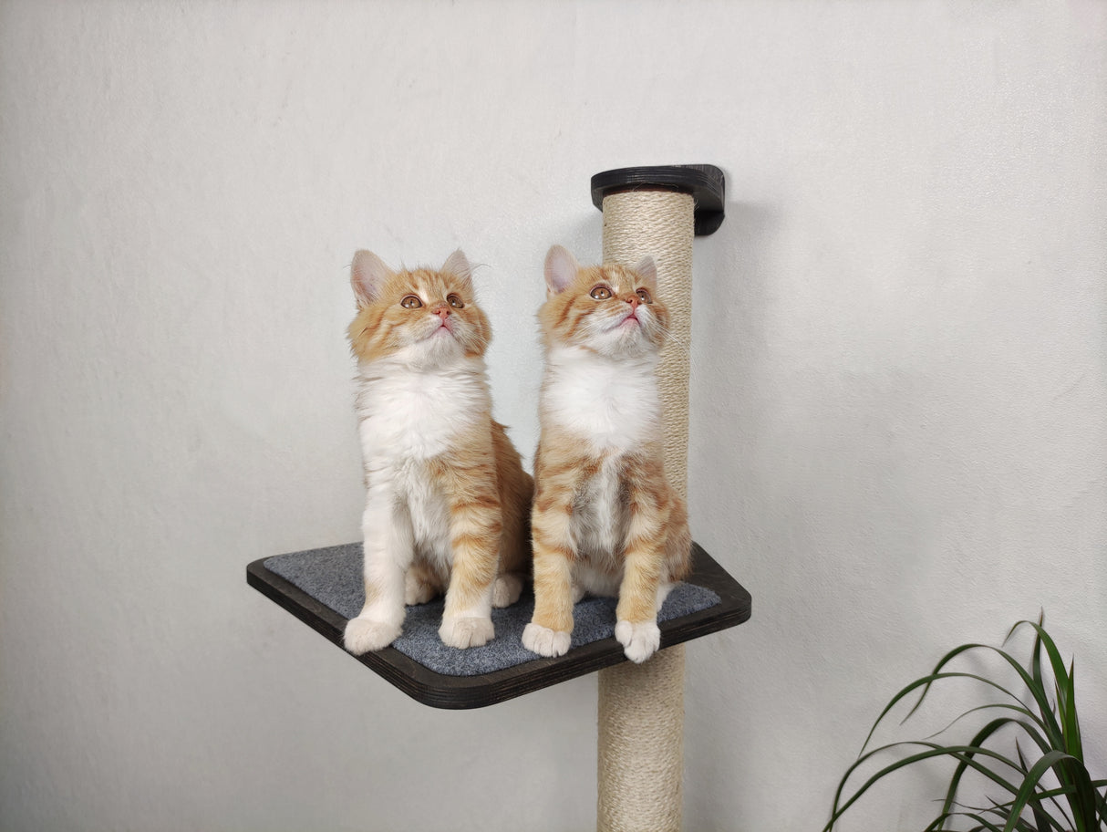 Two Kittens on a Scratching Post Shelf