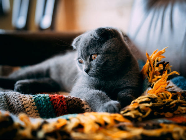 🐾 When My Cat Chose the Wi-Fi: How My Furry Friend Handles Autumn