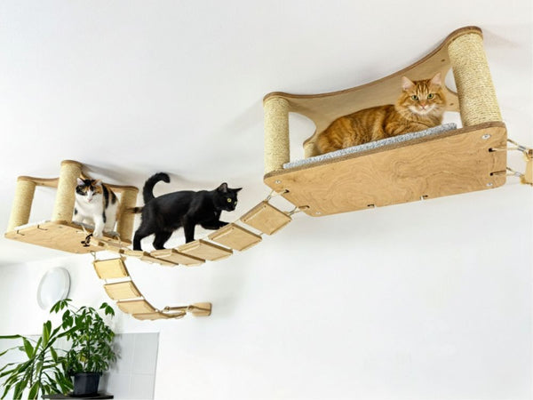 Vaccination Schedules for Kittens: A Comprehensive Health Guide