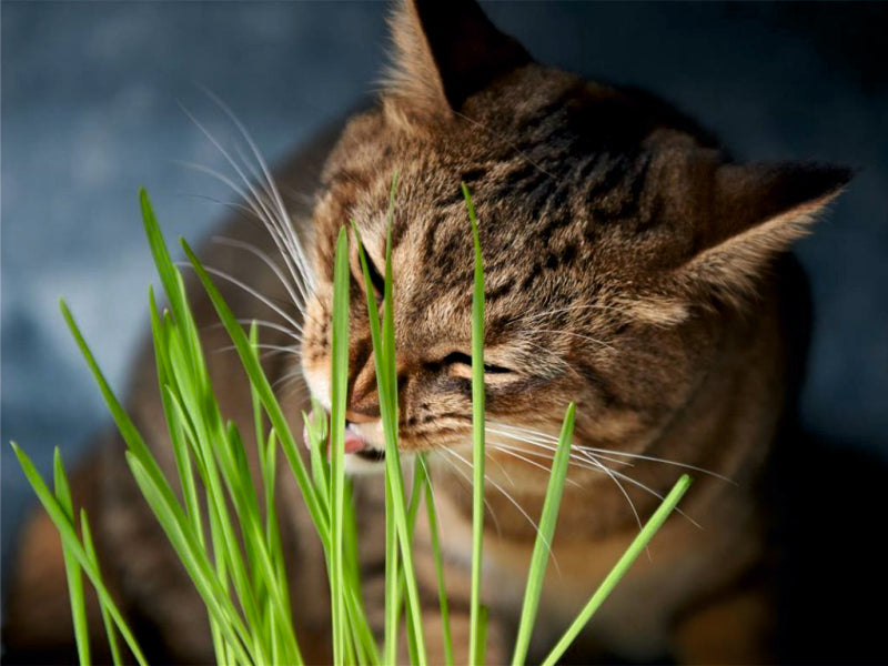 the cat eats grass