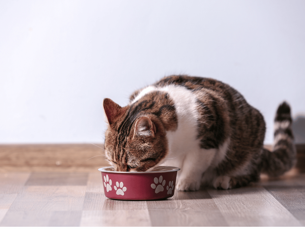 The cat eats from a metal bowl