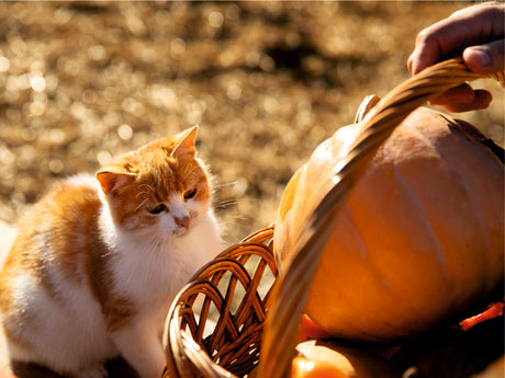 🍂 Autumn Nutrition for Cats: What to Change When the Cold Sets In