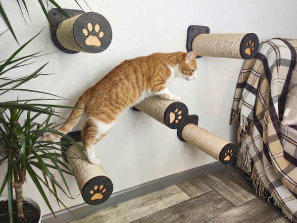 Indoor Exercise for Cats: How to Keep Your Cat Fit During Winter