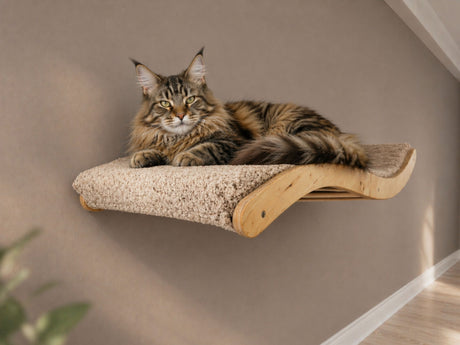 Maine Coon on wooden wall cat shelf — cat tree vs cat wall furniture comparison