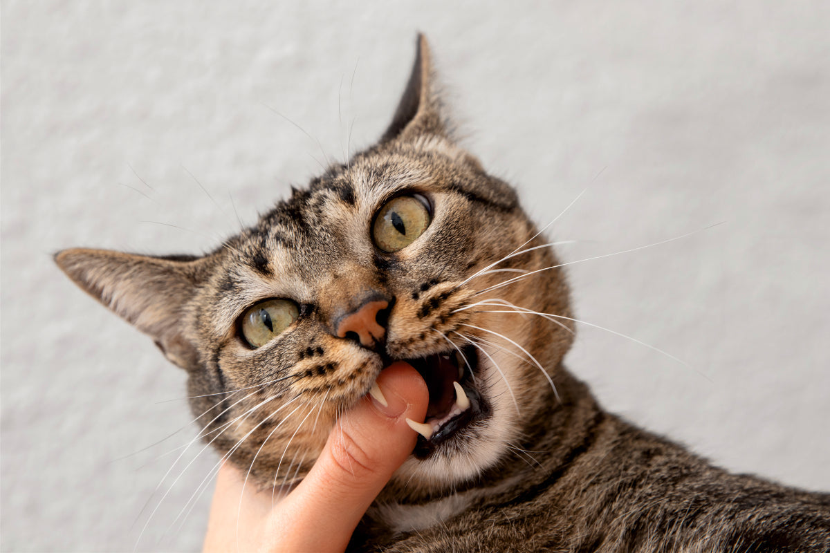 cat teeth
