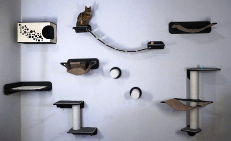Creating a Wall Play Area for Energetic Cats