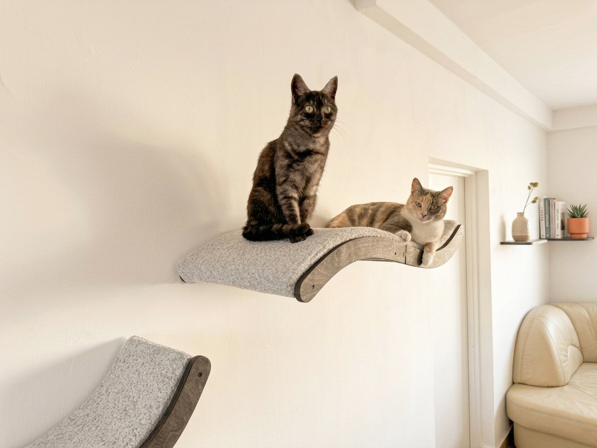 Two cats relaxing on a wall-mounted cat shelf with cushion by RshPets in a minimalist home interior.