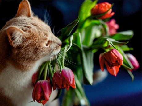 Tulips and Cats