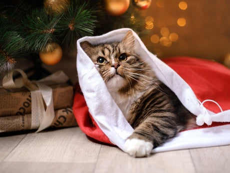 cat under the Christmas tree