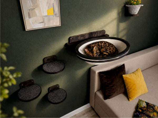 Is Your Cat Secretly Stressed by Summer Changes? Small Routine Shifts Owners Often Miss