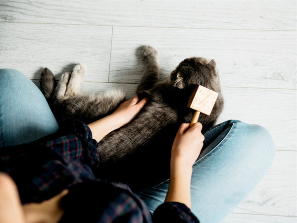 Spring Shedding in Cats: How to Help Your Pet and Keep Your Home Clean