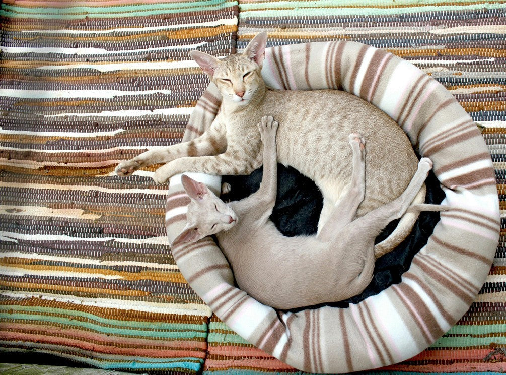 Two fluffy adult cats snuggled up in one bed — a moment of calm and connection in a multi-cat family | RshPets Blog