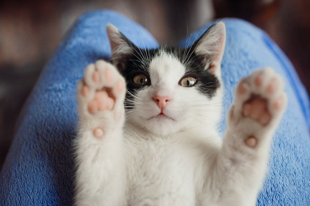 Stress in Cats: Signs & Tips to Reduce It