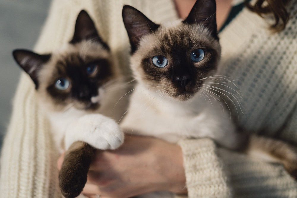 Two Siamese cats with bright blue eyes resting in their owner’s arms, wrapped in a cozy cream sweater — a warm and natural moment that reflects comfort, love, and eco-friendly living.