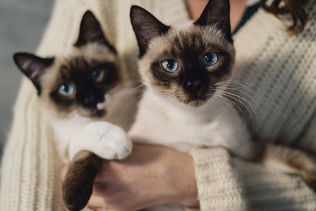 Two Siamese cats with bright blue eyes resting in their owner’s arms, wrapped in a cozy cream sweater — a warm and natural moment that reflects comfort, love, and eco-friendly living.